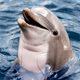 Illustration for article titled Study Finds Rising Sea Levels Result Of Expansive Colonization Effort By Dolphins